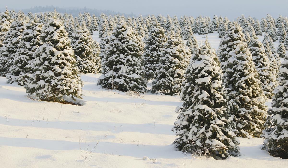 Real Christmas tree growers expecting a bumper year amid shortage of