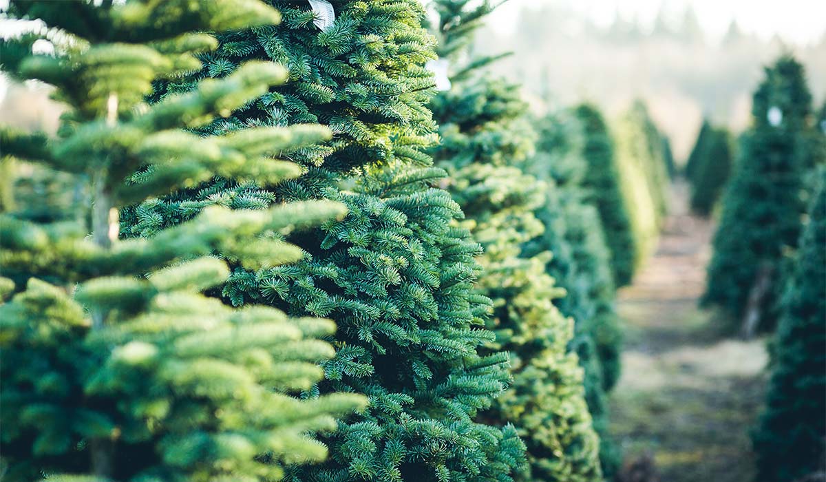 Real Christmas tree growers expecting a bumper year amid shortage of