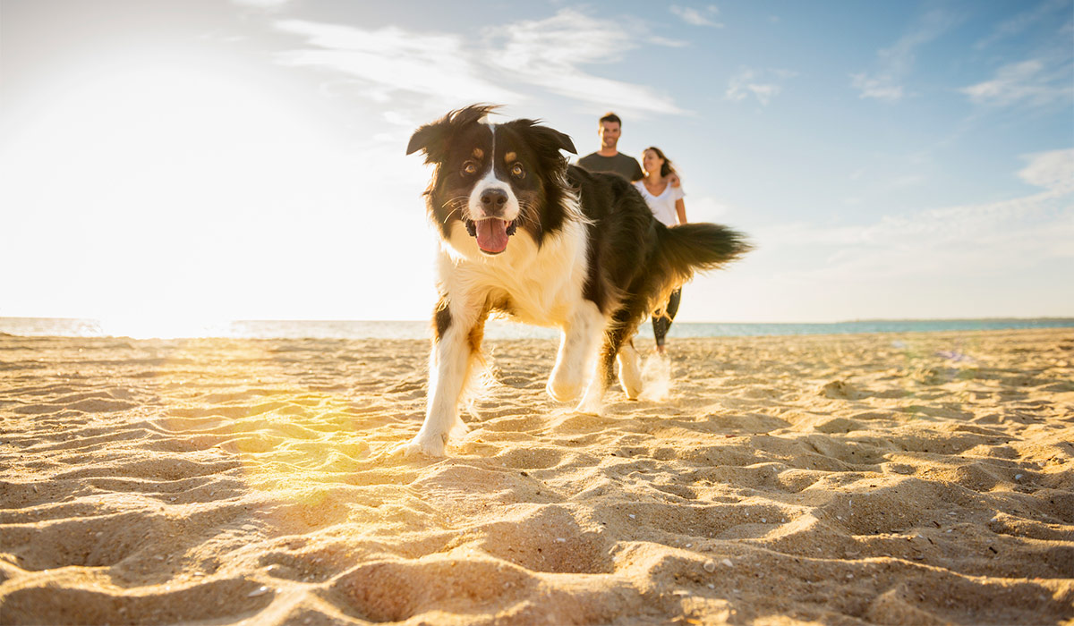 Dogs banned from beaches under tough new rules Extra.ie