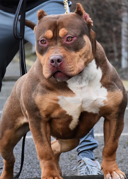 'XL Bullies' With Cropped Ears Advertised 'FamilyFriendly'