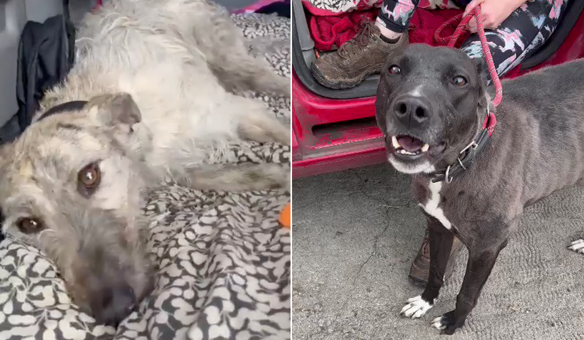 Dogs Found In Boot Of Car Involved In Fatal Kildare Crash