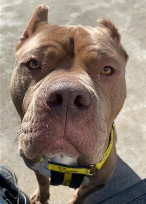 Barbaric Cropping Of Dogs' Ears Will Attract €250,000 Fine And Five