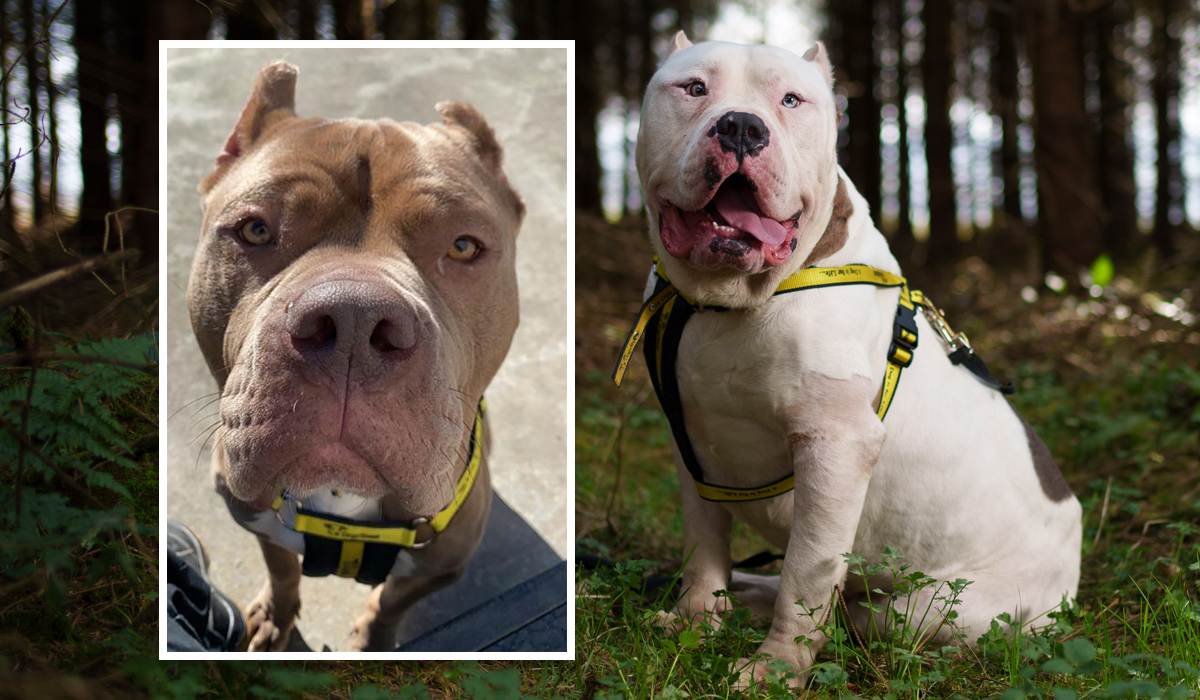 Barbaric Cropping Of Dogs' Ears Will Attract €250,000 Fine And Five