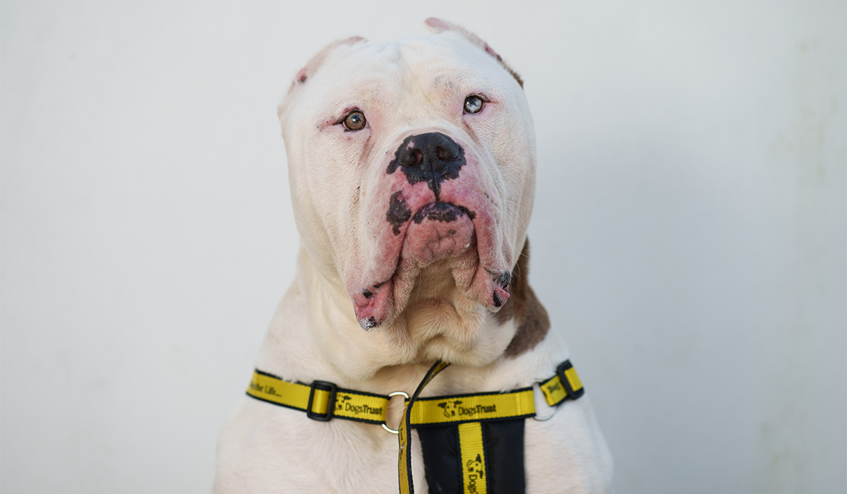 Barbaric Cropping Of Dogs' Ears Will Attract €250,000 Fine And Five