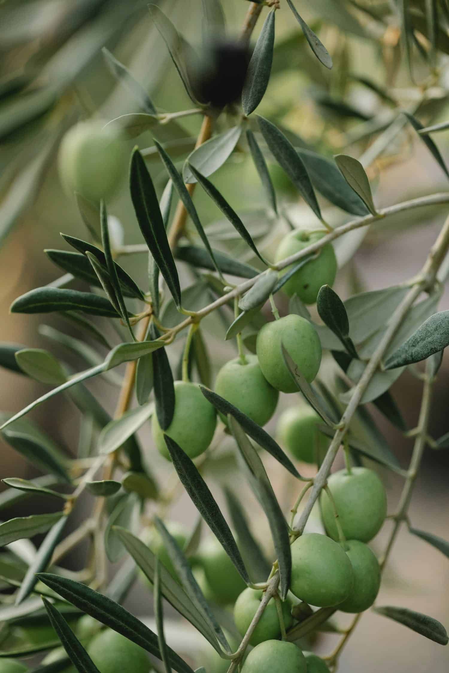 Olive Oil Waste Interesting Source of Valuable Organic Compounds