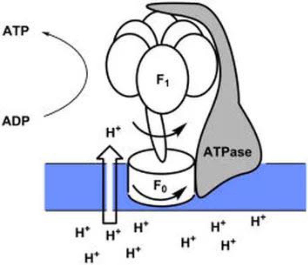 Drinking Depleted Deuterium Water 25 HydroHealth
