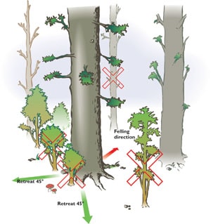 Take Down a Tree - Extreme How To