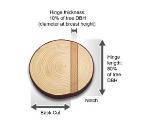 Take Down a Tree - Extreme How To