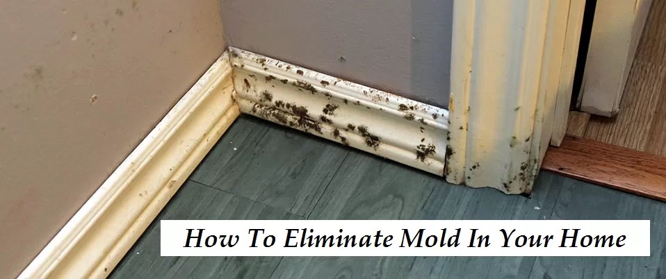 How To Eliminate Mold In Your Home Extrememaids