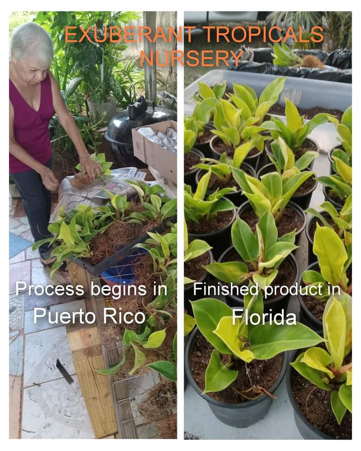 OffShore Nursery Exuberant Tropicals Nursery & Landscaping