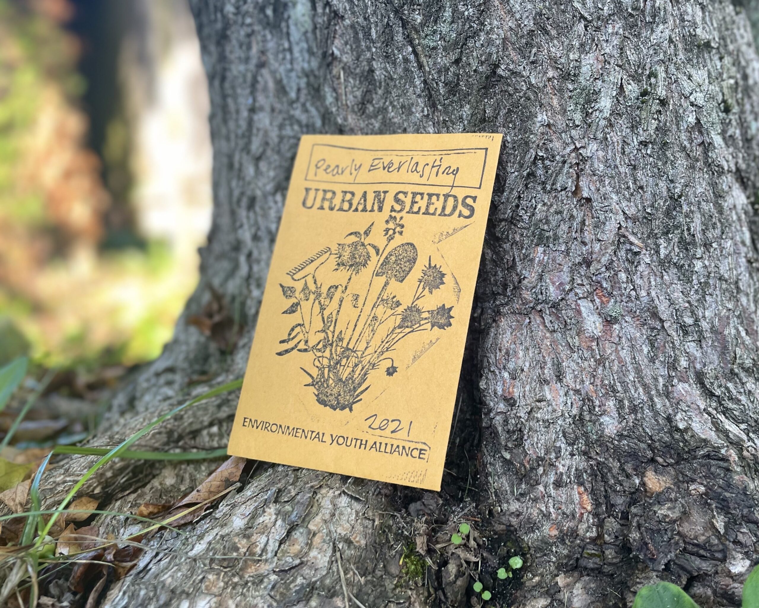 A Guide To Our YouthGrown Native Plant Seeds Environmental Youth