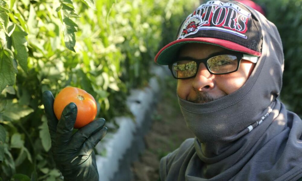 Necesidad de mano de obra para recoger la cosecha de tomates en Puerto