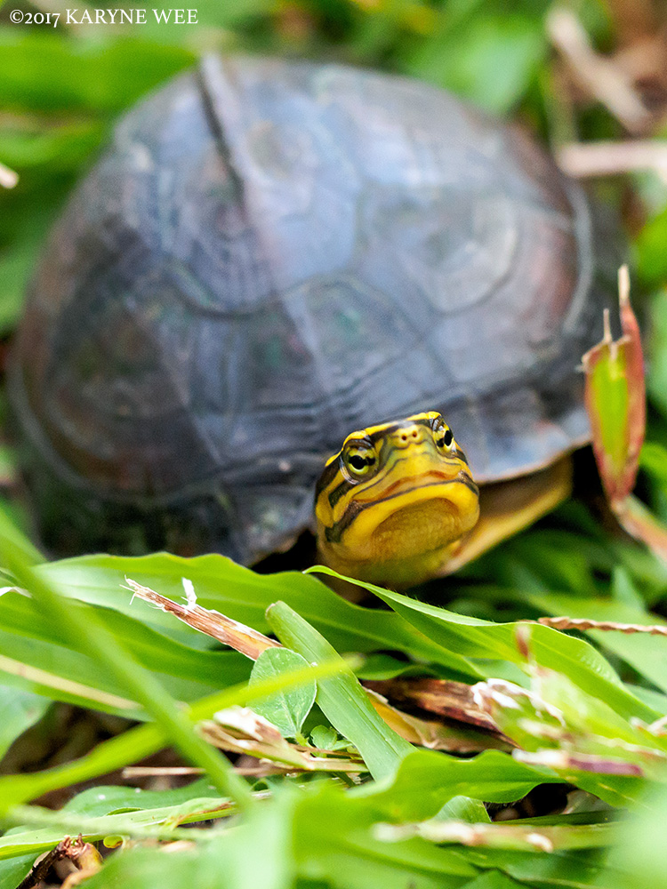 Malayan Box Turtle Eye on Nature