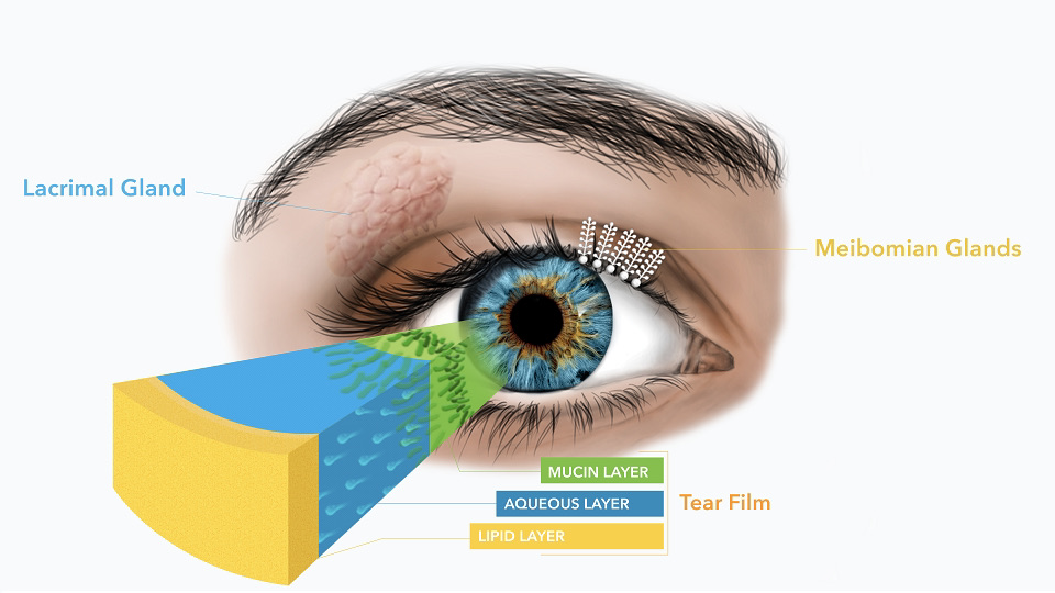 Tear_Film_Layers_Glands_Labeled Optometrist Paducah Kentucky, Eye