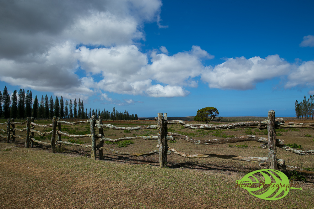 Island of Lanai Garden of the Gardens and Manele Bay Eye Expression