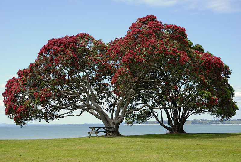 Homeschooling Kiwi Style Pohutukawa, the New Zealand Christmas Tree