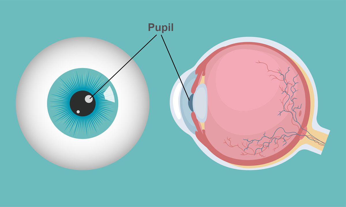 Pupil | Eye Patient