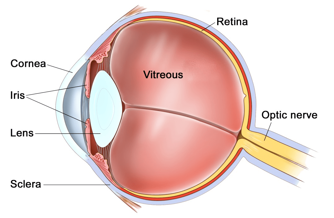 Retinal Detachment Eye Surgery LTD