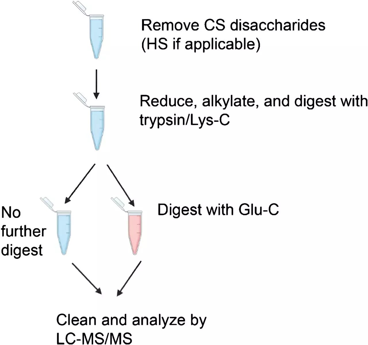 Glycosylation Understanding Protein Structure and Function Science