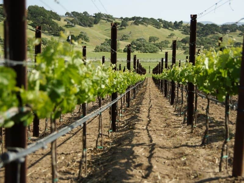 Grape Netting The Ultimate Guide (2021) EYOUAGRO