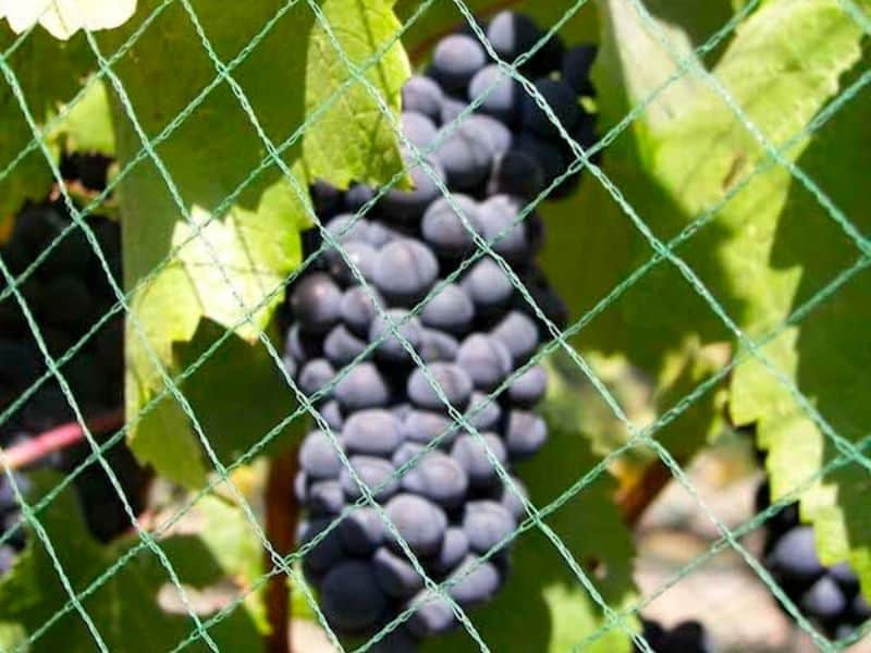 Grape Netting The Ultimate Guide (2021) EYOUAGRO