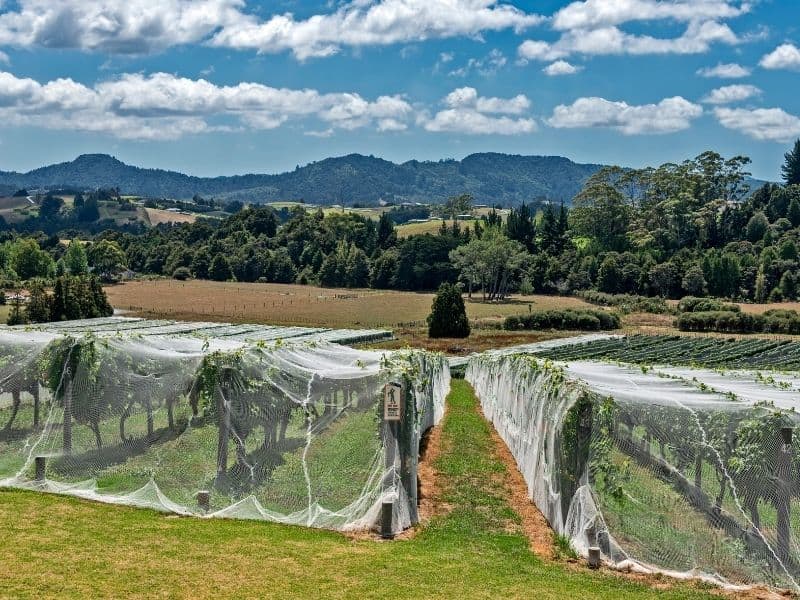 Grape Netting The Ultimate Guide (2021) EYOUAGRO