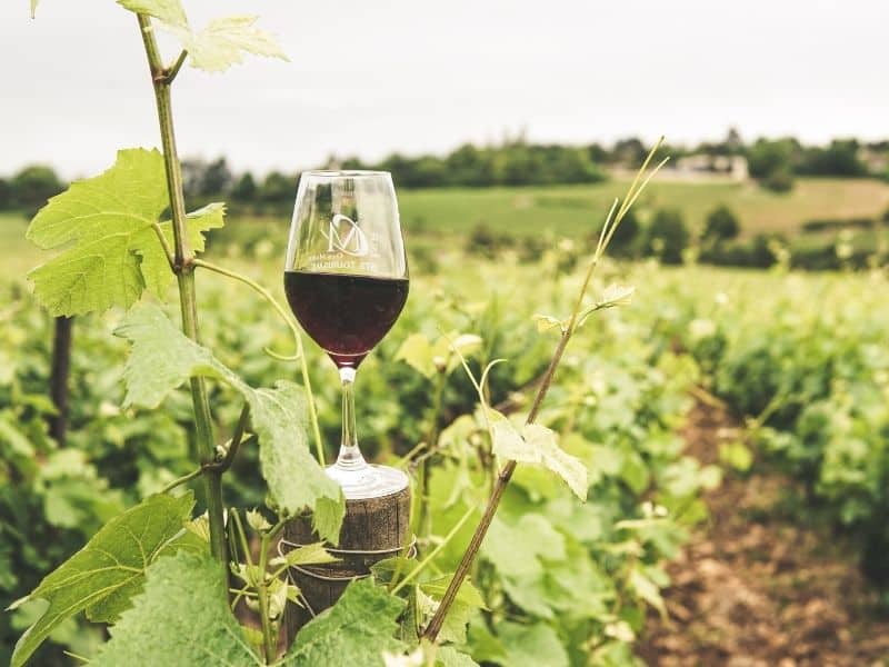 Grape Netting The Ultimate Guide (2021) EYOUAGRO