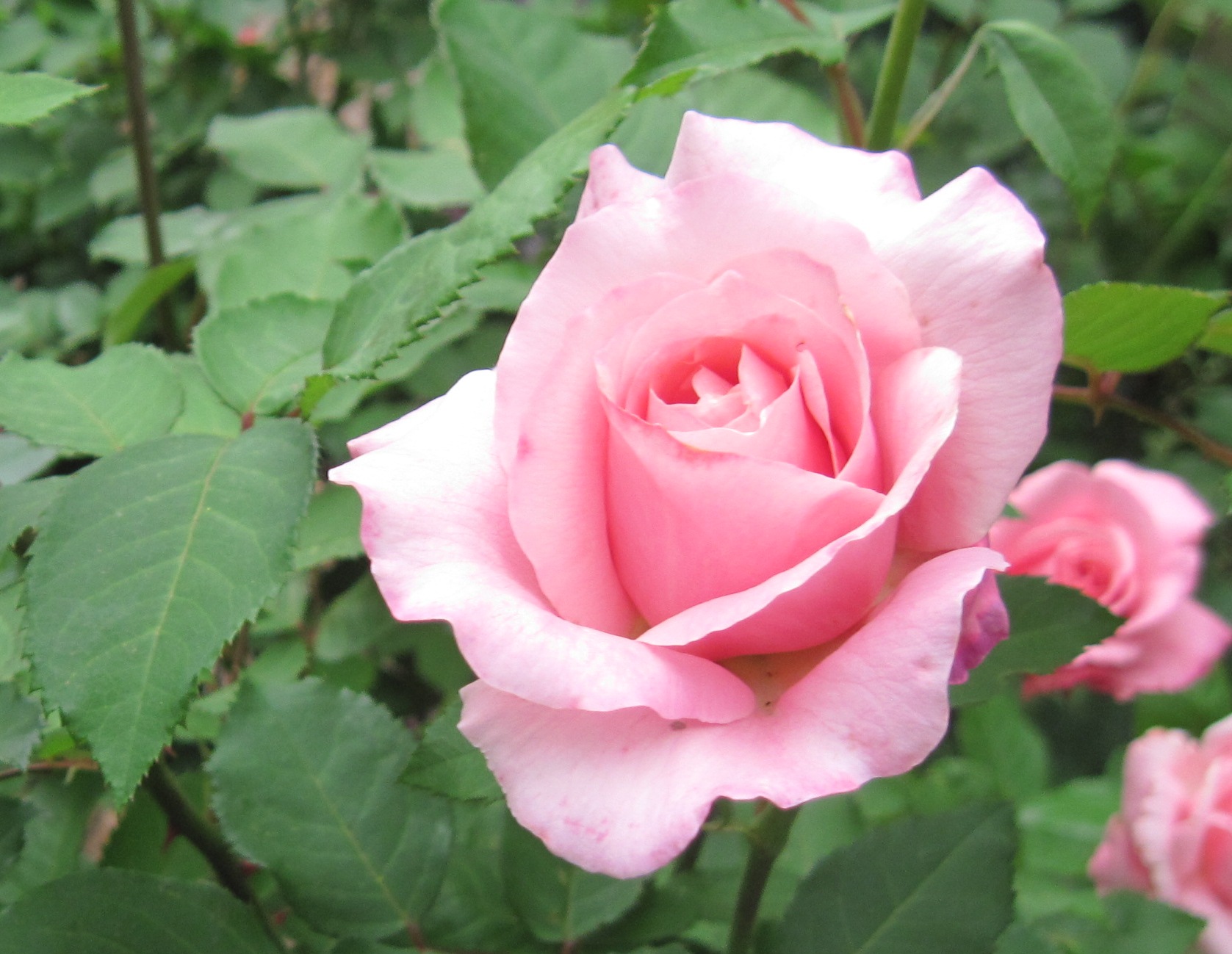 The Delicate and Powerful Rose