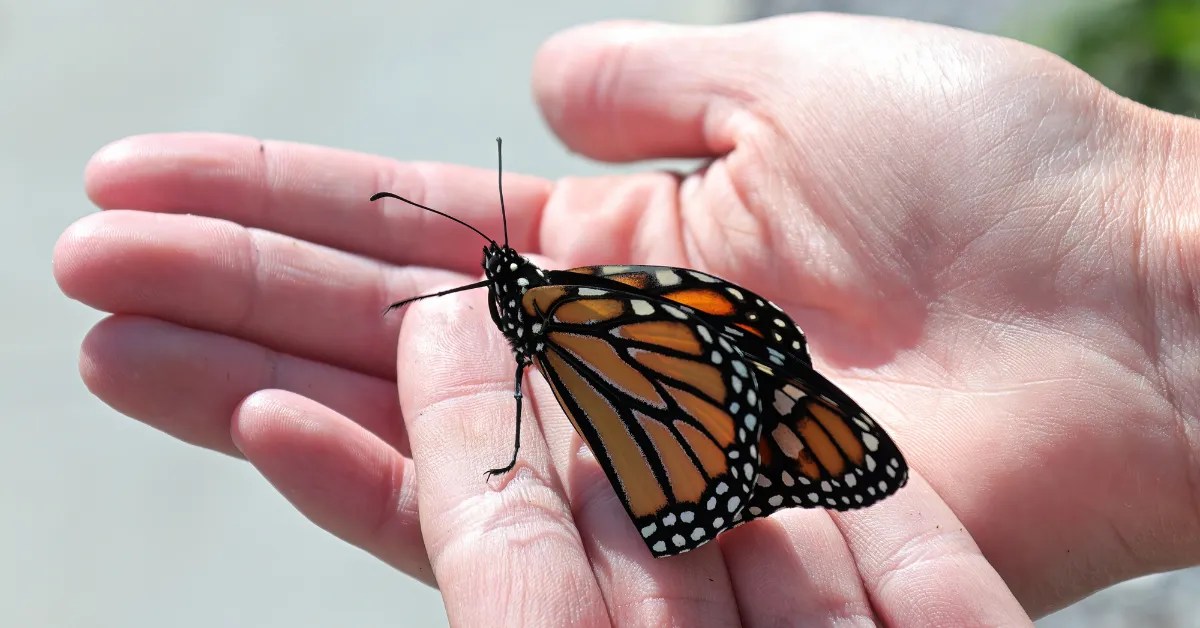 What Does It Mean When a Butterfly Land On You?