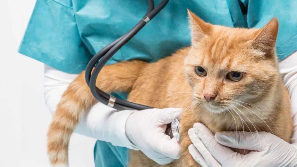 7 Essential Steps In A Veterinary Practice Sale EzineMark