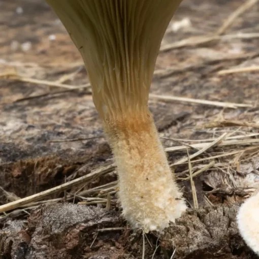 Lions Mane Mushroom Growing Profile EZMushroom