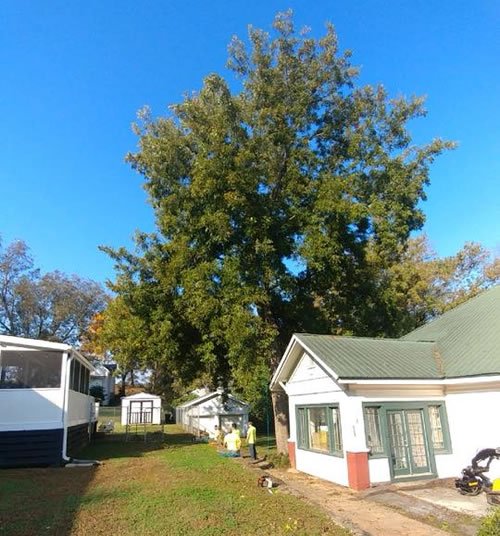 EZ Out Tree Service Reliable and Affordable Tree Services in