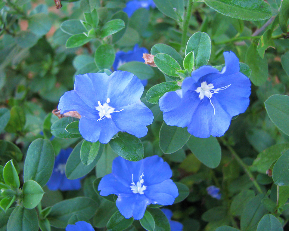 about page Palm trees, tropical plants, foliage, wholesale, growers