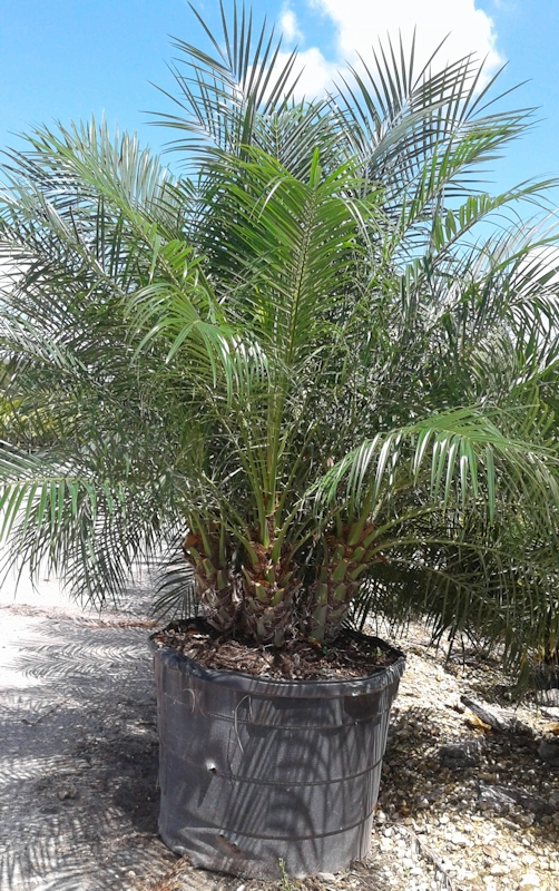 Foliage Pics Palm trees, tropical plants, foliage, wholesale, growers