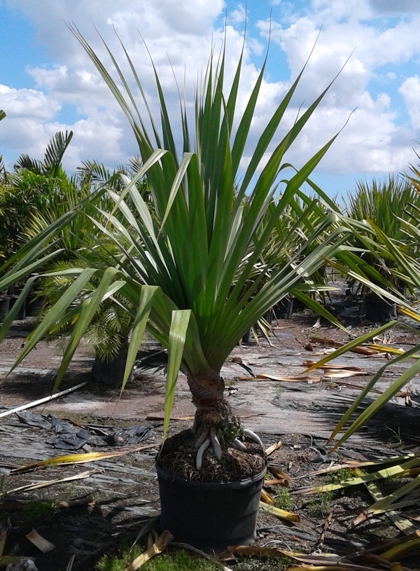 Foliage Pics Palm trees, tropical plants, foliage, wholesale, growers