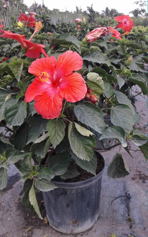 Foliage Pics Palm trees, tropical plants, foliage, wholesale, growers