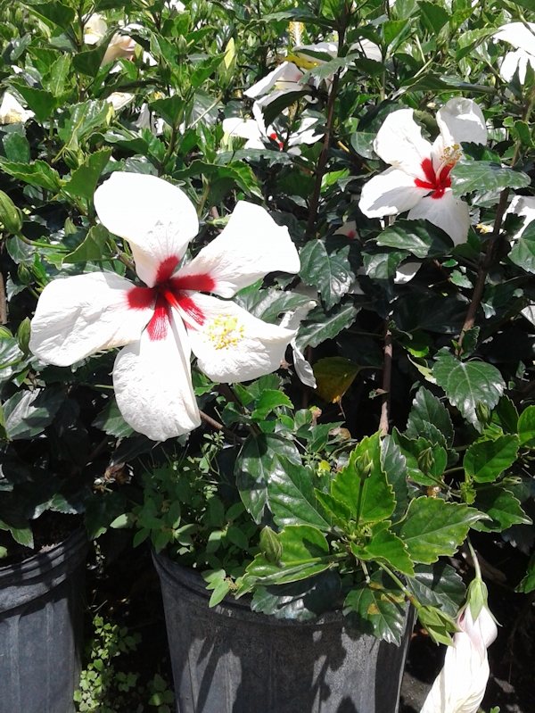 Foliage Pics Palm trees, tropical plants, foliage, wholesale, growers