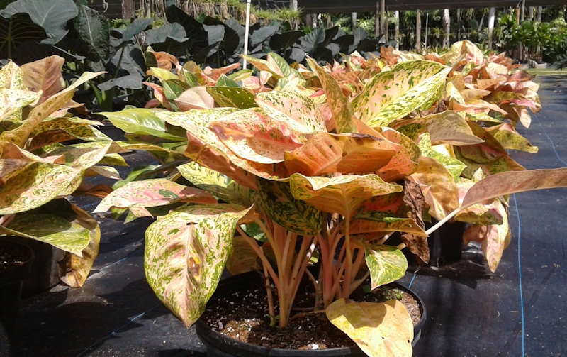 Foliage Pics Palm trees, tropical plants, foliage, wholesale, growers