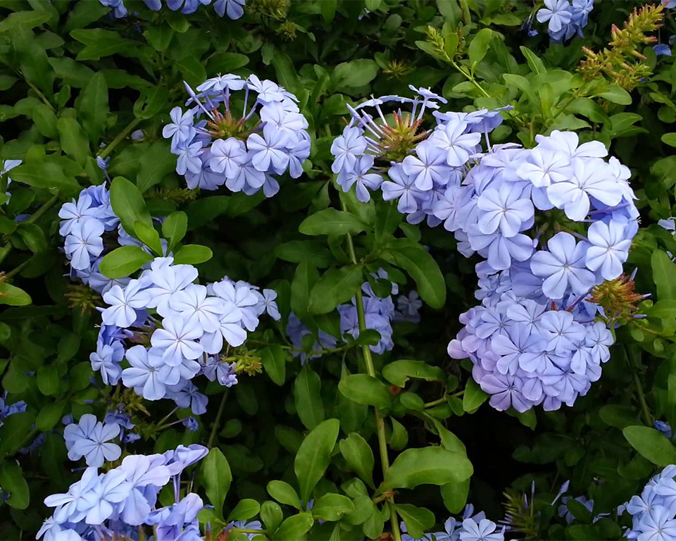 about page Palm trees, tropical plants, foliage, wholesale, growers