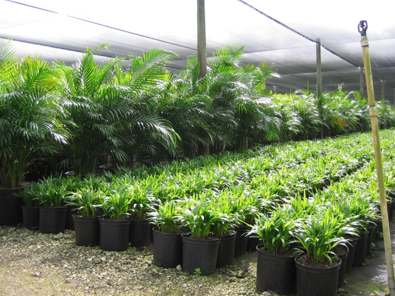 Foliage Pics Palm trees, tropical plants, foliage, wholesale, growers