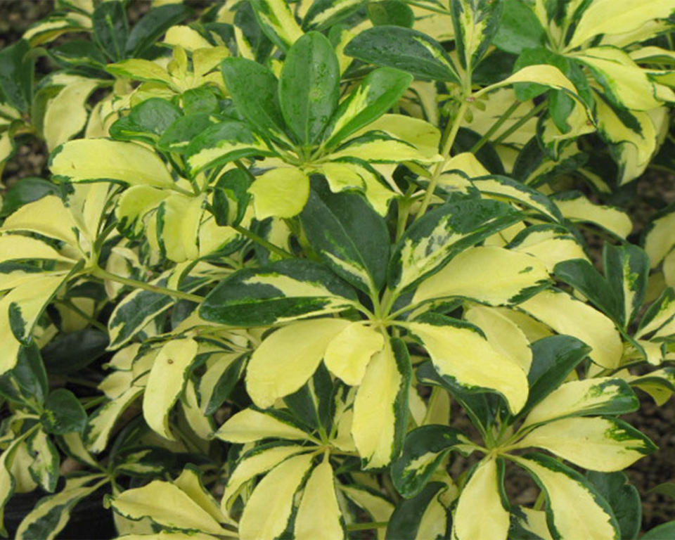 about page Palm trees, tropical plants, foliage, wholesale, growers