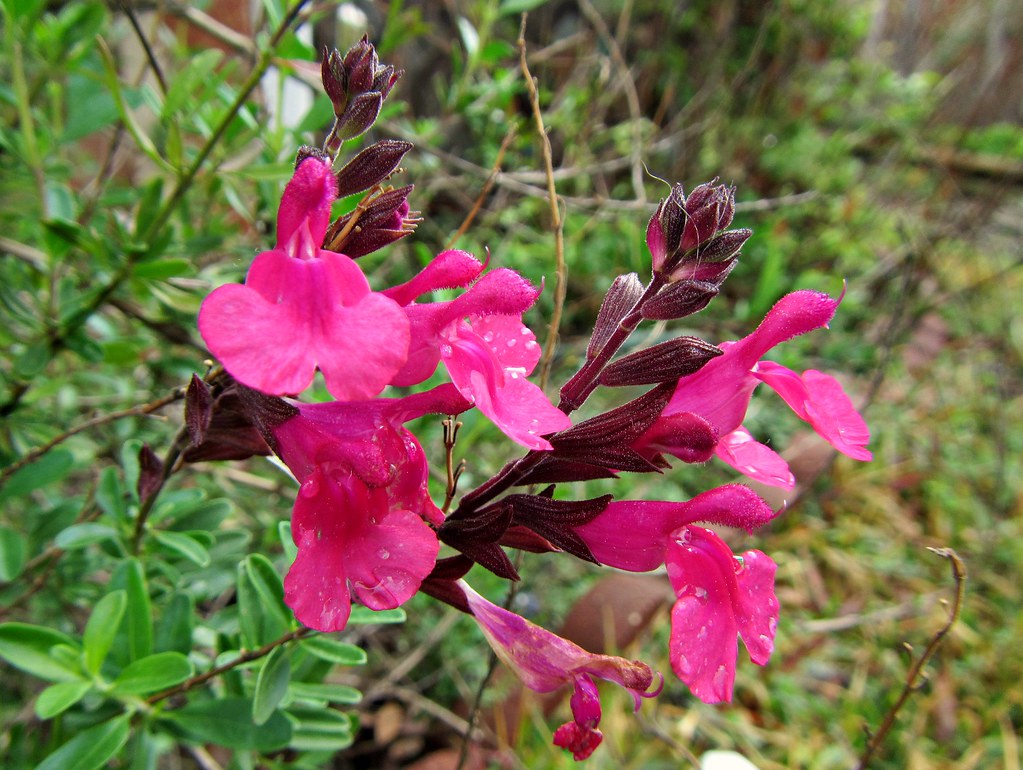 Autumn Sage Plant Care Guide How to Grow Autumn Sage Plant