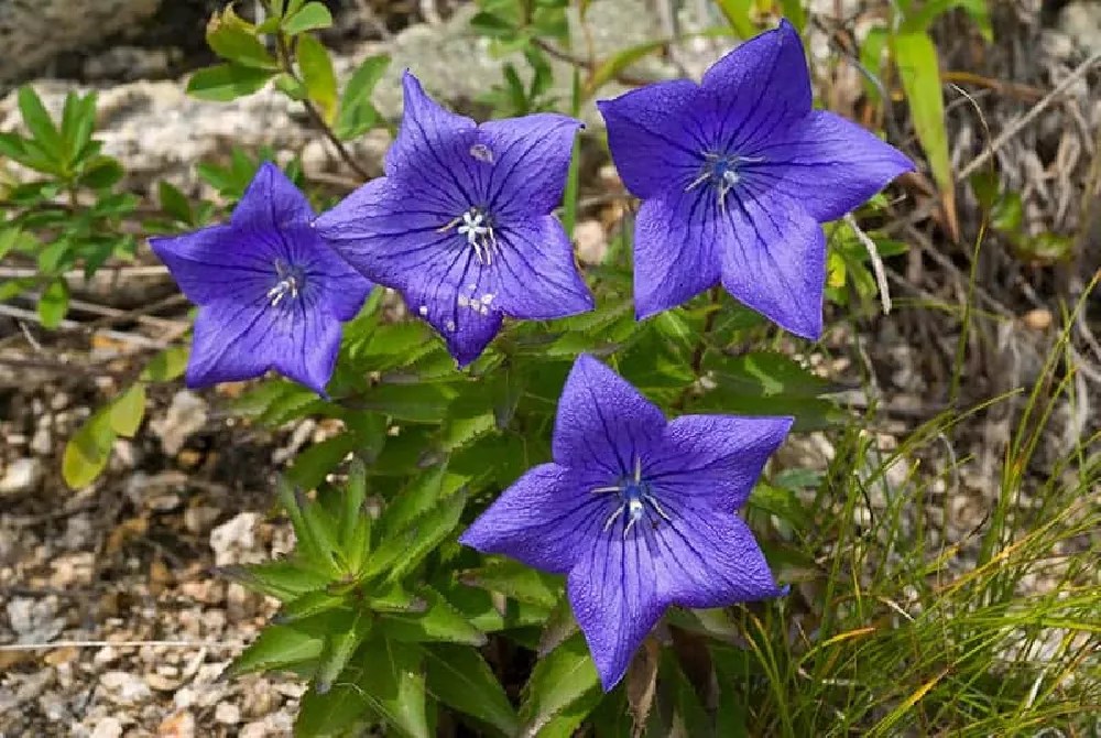 Balloon Flower Plant Care Guide How to Grow Balloon Flowers