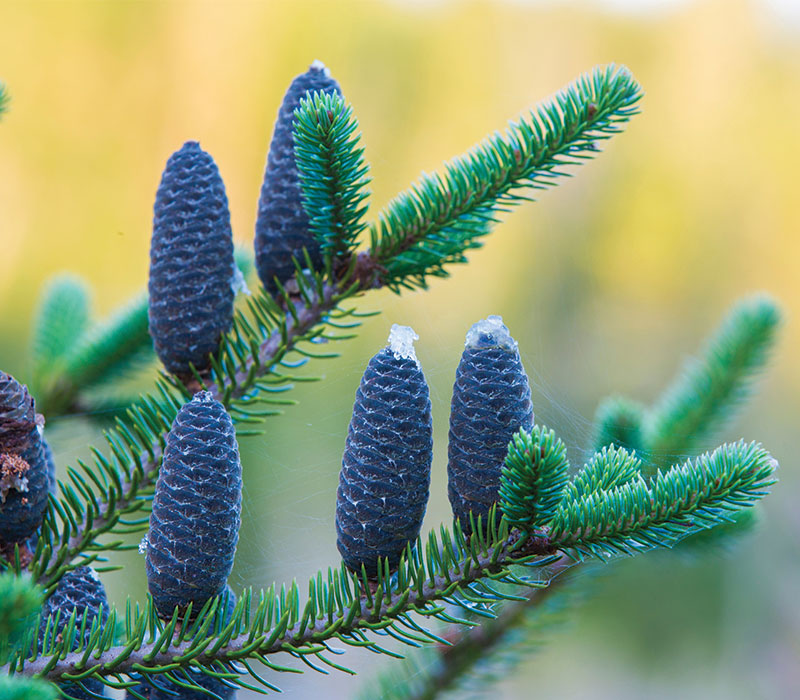 Balsam Fir Plant Care Guide How to Grow Balsam Fir Plant