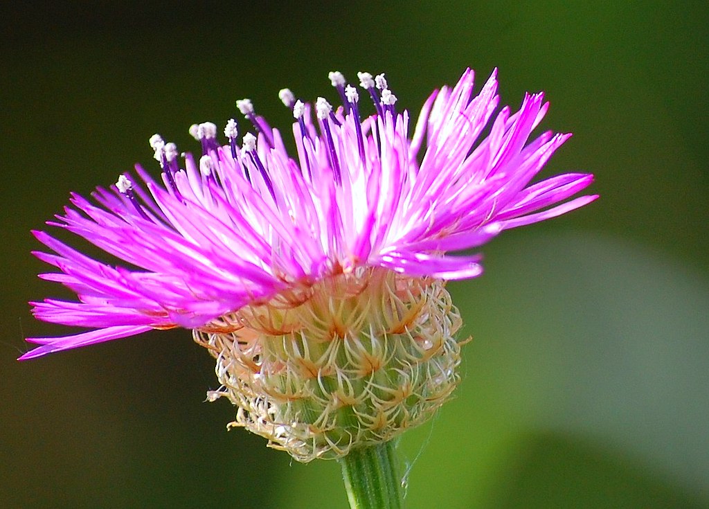 Basket Flower Plant Care Guide How to Grow Basket Flower Plant