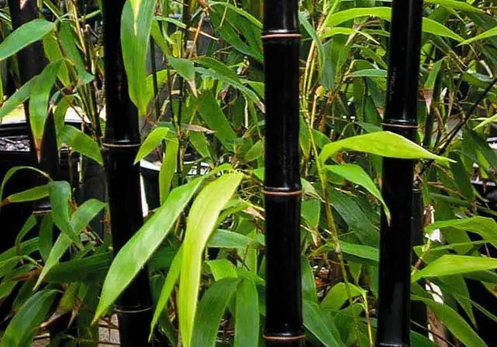 Black Bamboo Plant Care Guide How to Grow Black Bamboo Plant