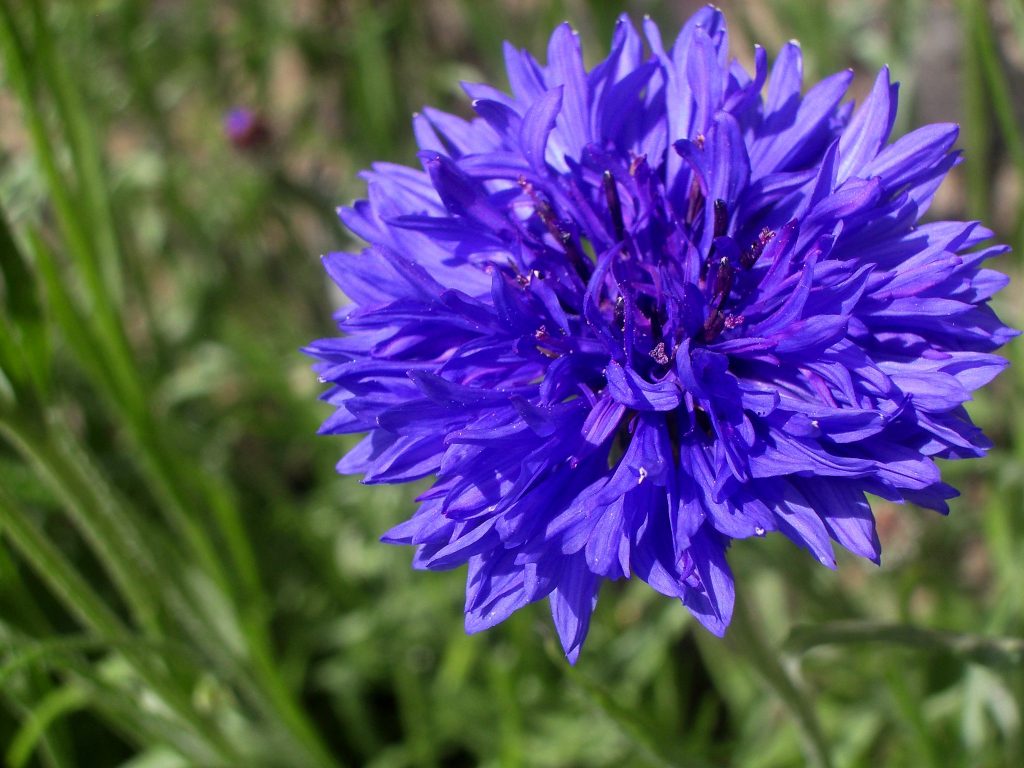 Cornflower Plant Care Guide How to Grow Cornflower Plant