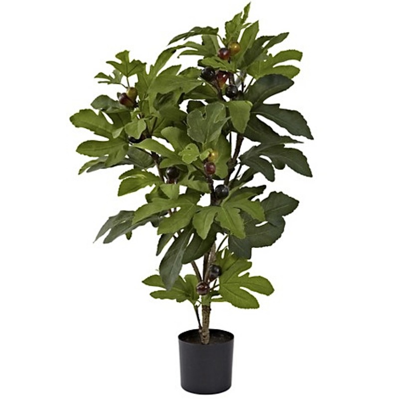 Buy Fig Tree 92cm Ezy Trees