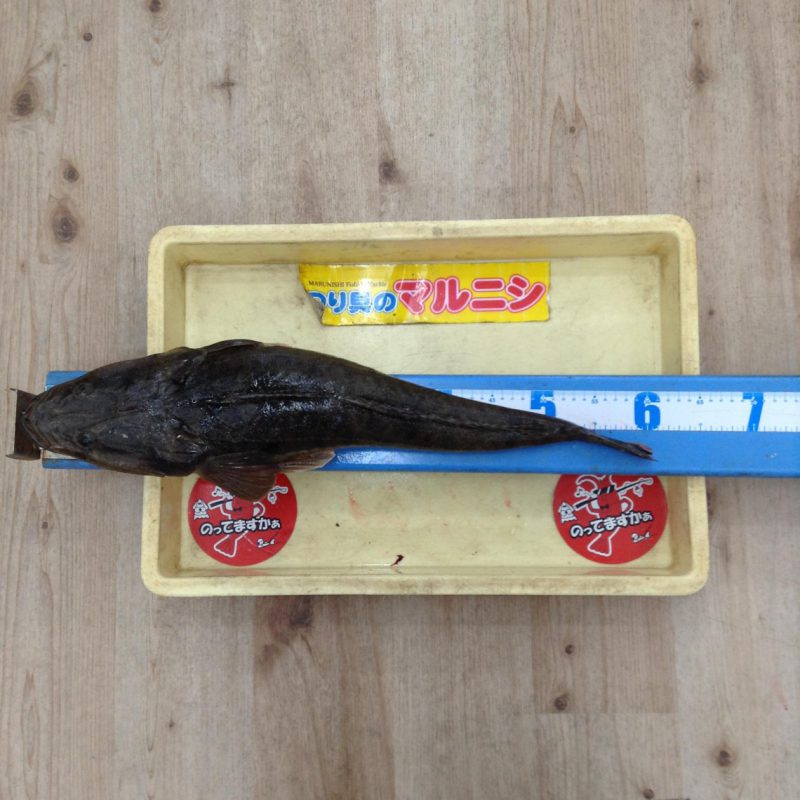 株式会社つり具のマルニシ｜和歌山の釣果情報 » 【紀ノ川】マゴチ61cm！！