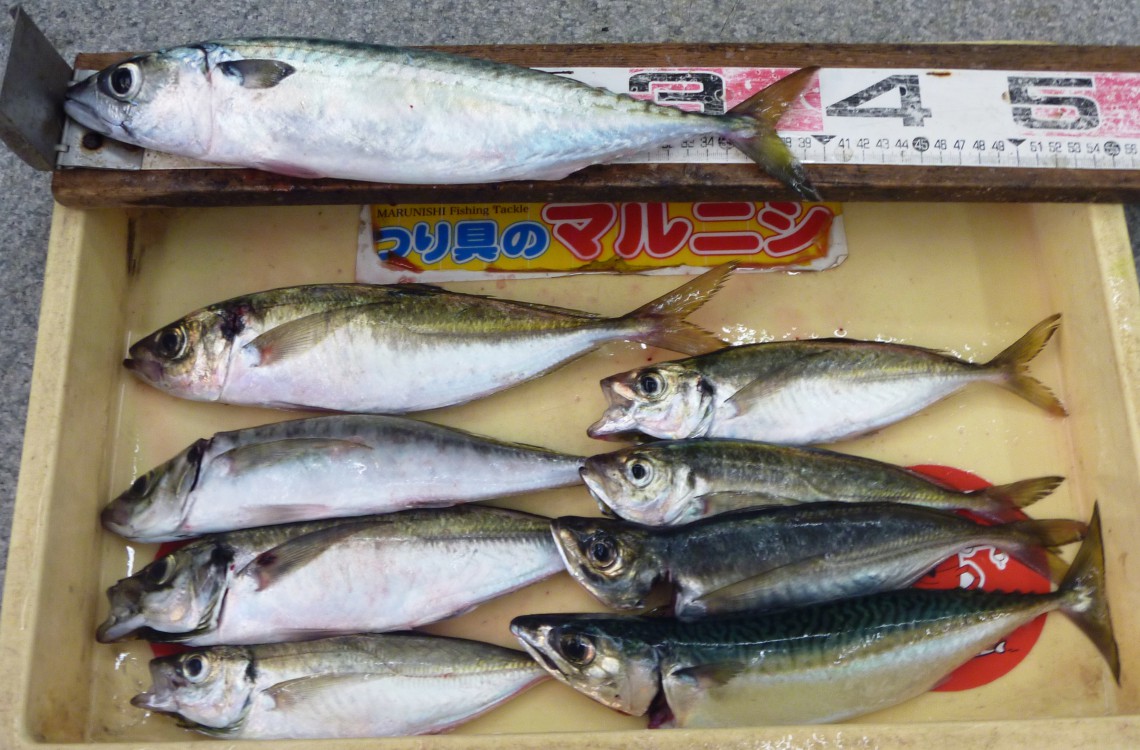 株式会社つり具のマルニシ｜和歌山の釣果情報 » 加太沖にてアジ・サバ！